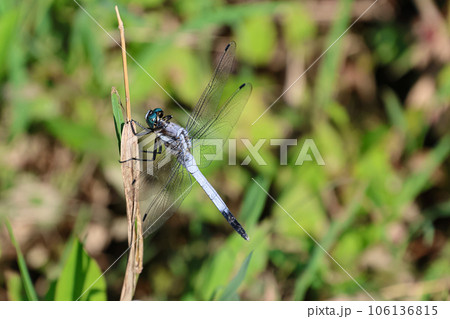 トンボのメガネは水色メガネ トンボのメガネは水色メガネ 106136815