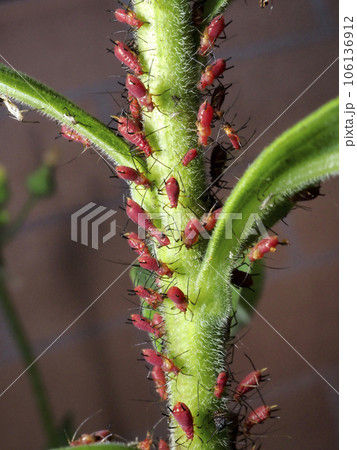 アブラムシ 106136912