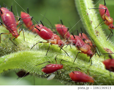 アブラムシ 106136913
