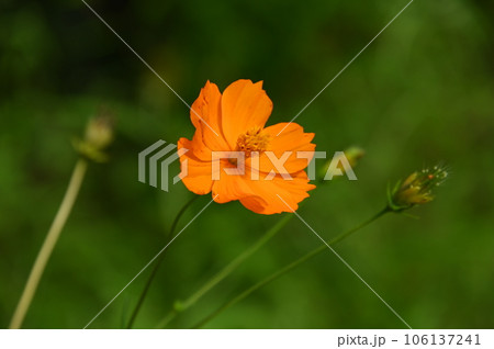 お連のコスモスの花 106137241