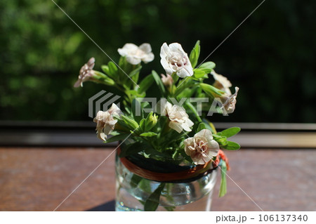 空瓶にアンティークカラーのカリブラコアを生ける 空瓶にアンティークカラーのカリブラコアを生ける 106137340