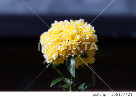 黄色いモッコウバラの花 黄色いモッコウバラの花 106137421
