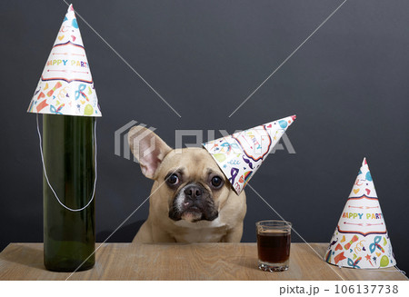The dog, wearing a festive hat in honor of his birthday, sits at the table with a glass and a bottle. The dog, wearing a festive hat in honor of his birthday, sits at the table with a glass and a bottle. 106137738