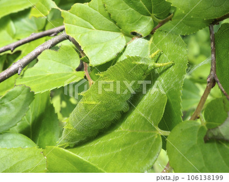 オオムラサキの幼虫 106138199