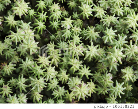 ゼニゴケ 106138223