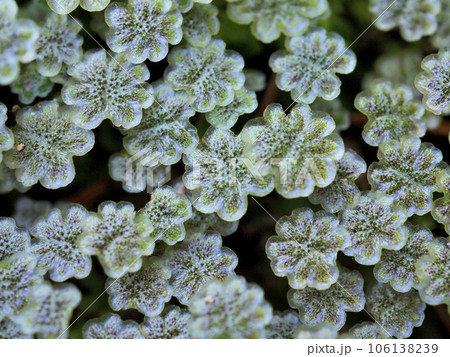 ゼニゴケ 雄株 ゼニゴケ 雄株 106138239