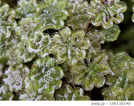 ゼニゴケ　雄株 106138240