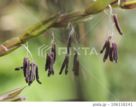 笹の花 106138241