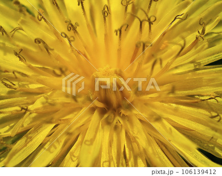 タンポポ 106139412