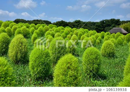 茨城県　国営ひたち海浜公園のコキア 106139938
