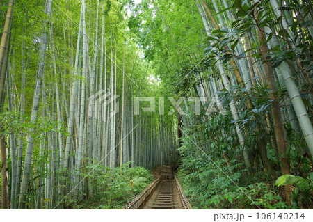 千葉県佐倉市にある、ひよどり坂の竹林 106140214