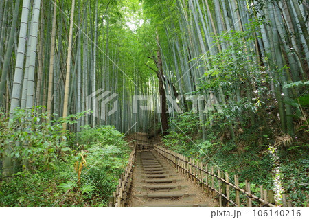 千葉県佐倉市にある、ひよどり坂の竹林 106140216