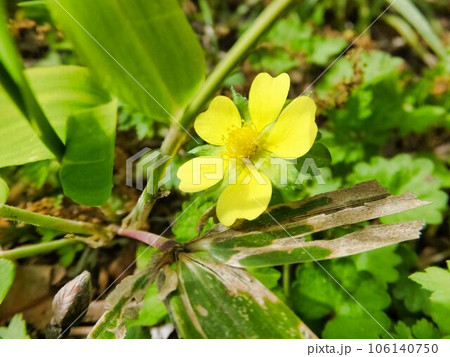 ヤブヘビイチゴの黄色い花 ヤブヘビイチゴの黄色い花 106140750
