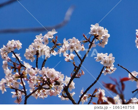 白色輝く、サクラの花 106140758
