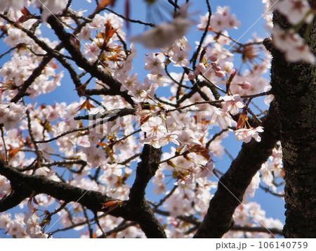 見事なカスミザクラの白い花 106140759