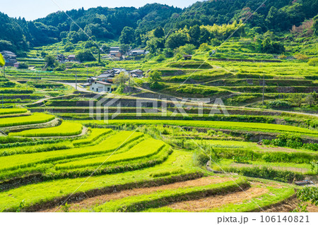 兵庫県佐用町 真夏の乙大木谷の棚田 兵庫県佐用町 真夏の乙大木谷の棚田 106140821