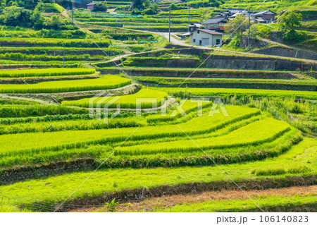兵庫県佐用町 真夏の乙大木谷の棚田 兵庫県佐用町 真夏の乙大木谷の棚田 106140823