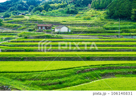 兵庫県佐用町　真夏の乙大木谷の棚田 106140831