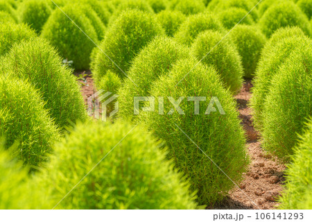 世羅高原農場、花夢の里のコキア 世羅高原農場、花夢の里のコキア 106141293