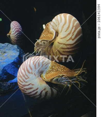 名古屋港水族館　オウムガイの水槽 106141394