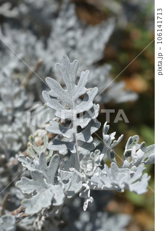 Silver ragwort 106141713