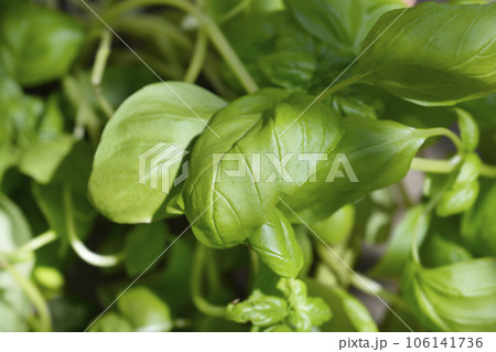 Common basil 106141736