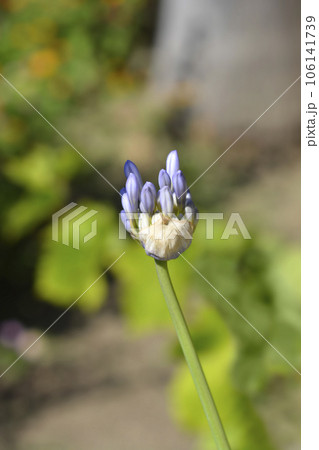 African Lily African Lily 106141739