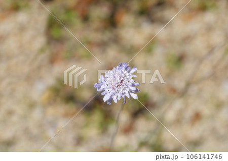Dove scabious Dove scabious 106141746