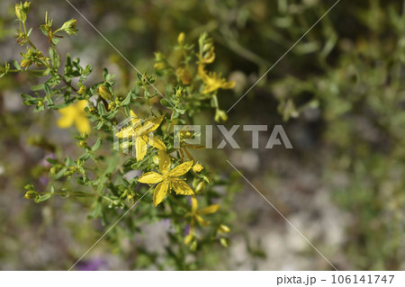 Perforate St Johns-wort Perforate St Johns-wort 106141747