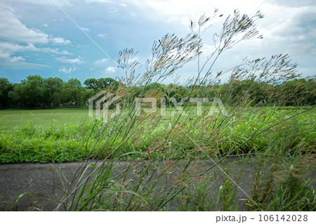 強風で揺れる木 106142028