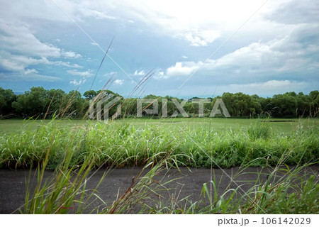 風に揺れる木 風に揺れる木 106142029