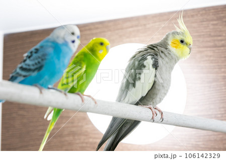 【ペット】お風呂場に集まるセキセイインコとオカメインコ 【ペット】お風呂場に集まるセキセイインコとオカメインコ 106142329