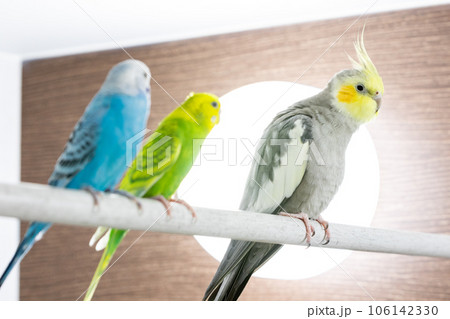 【ペット】お風呂場に集まるセキセイインコとオカメインコ 106142330