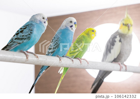 【ペット】お風呂場に集まるセキセイインコとオカメインコ 106142332