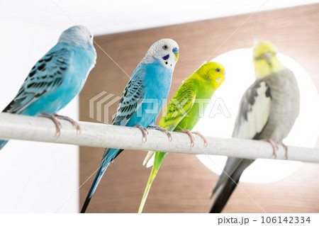 【ペット】お風呂場に集まるセキセイインコとオカメインコ 106142334