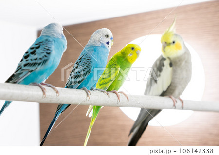 【ペット】お風呂場に集まるセキセイインコとオカメインコ 106142338