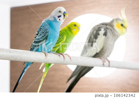 【ペット】お風呂場に集まるセキセイインコとオカメインコ 106142342