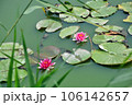 Two bright pink water lilies blooming on the water surface 106142657