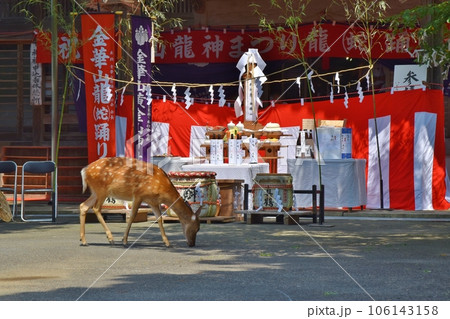 金華山龍神祭会場に現れた鹿　宮城 106143158