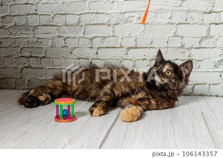 Beautiful little cat girl on a background of a brick wall Beautiful little cat girl on a background of a brick wall 106143357