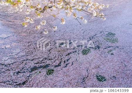 東北の春絶景 弘前城外堀の花筏 東北の春絶景 弘前城外堀の花筏 106143399