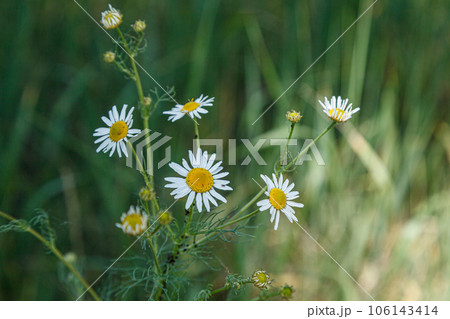 beautiful wild flowers of chamomile on a background of gras beautiful wild flowers of chamomile on a background of gras 106143414
