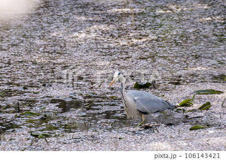 弘前城の満開の桜の中小魚を探す青鷺 106143421