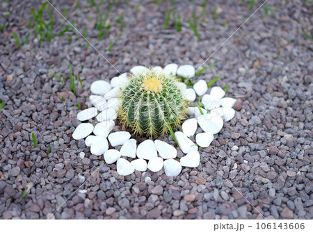Small beautiful cactus with white stones in flower bed Small beautiful cactus with white stones in flower bed 106143606