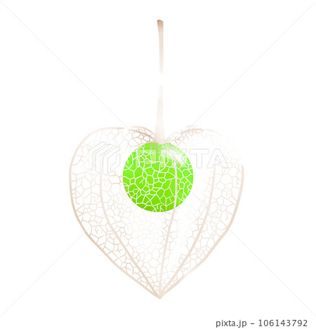 網ほおずきのイラスト 網ほおずきのイラスト 106143792