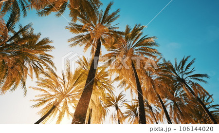view of the palm trees passing by under blue skies 106144020