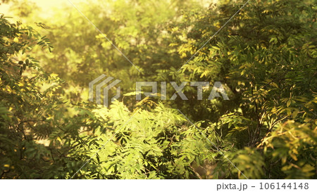 Sunbeams in Foggy Green Forest 106144148