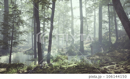 Forest with pond and mist with sunrays Forest with pond and mist with sunrays 106144150