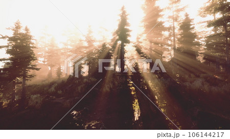 Magic dark Autumn forest scenery with rays of warm light Magic dark Autumn forest scenery with rays of warm light 106144217