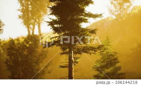 depth of coniferous forest with magical sunlight passing between the trees 106144218